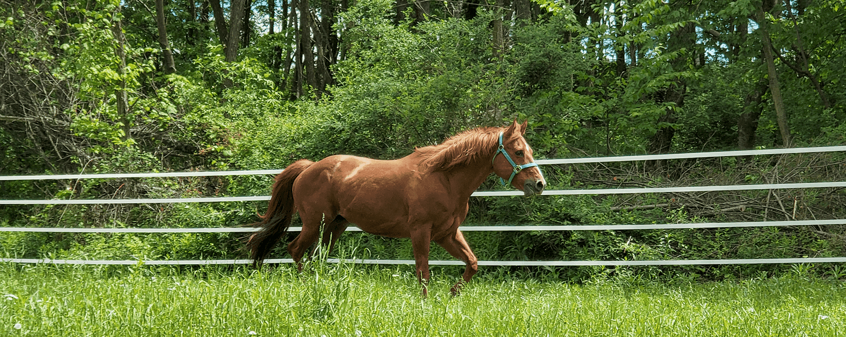 Healthy Pasture, Happy Horses