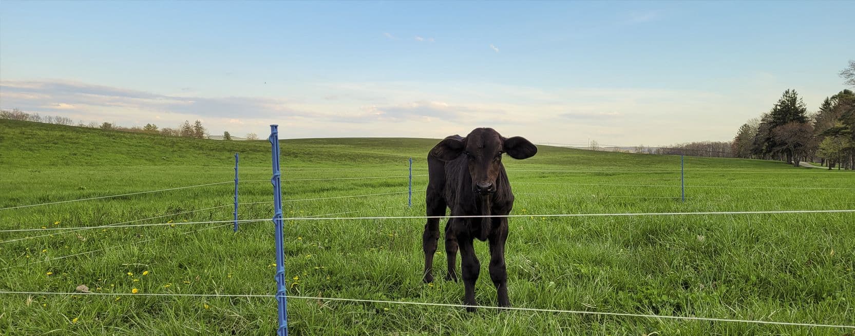 Your Grazing Toolbox - Step-In posts
