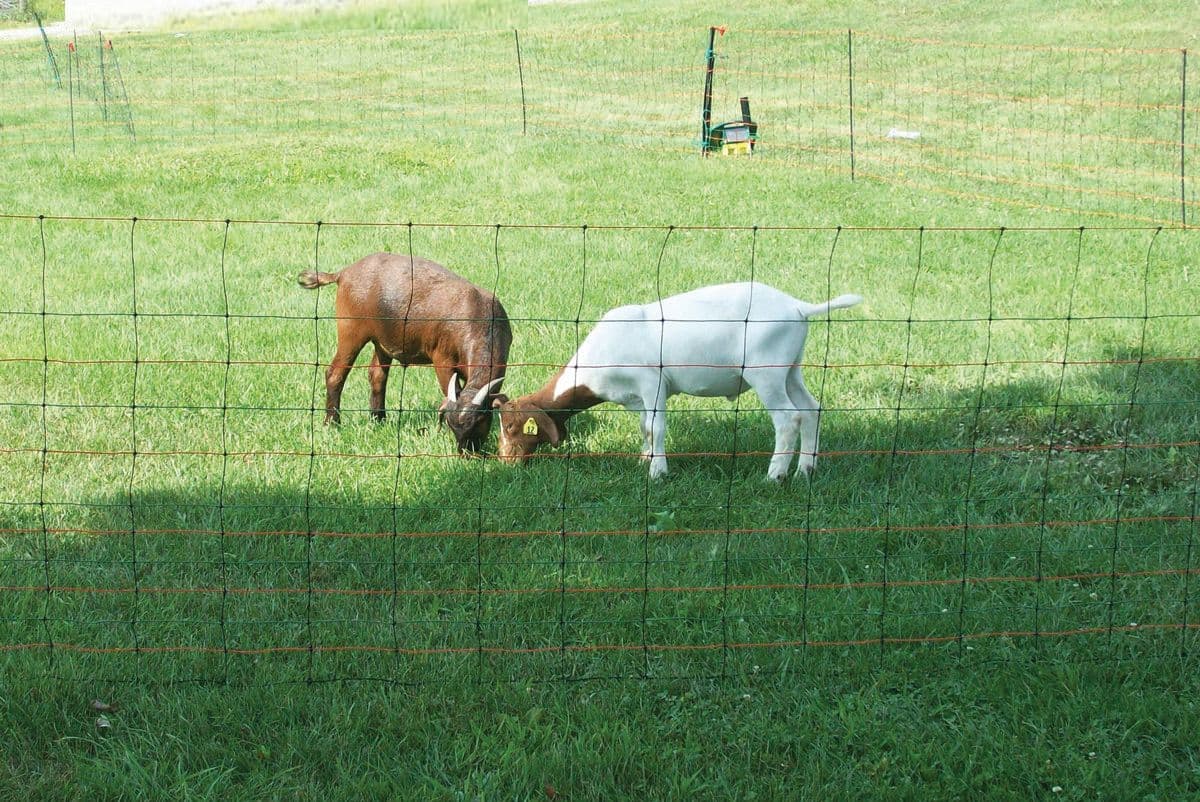 NSG12X_goats.jpg
