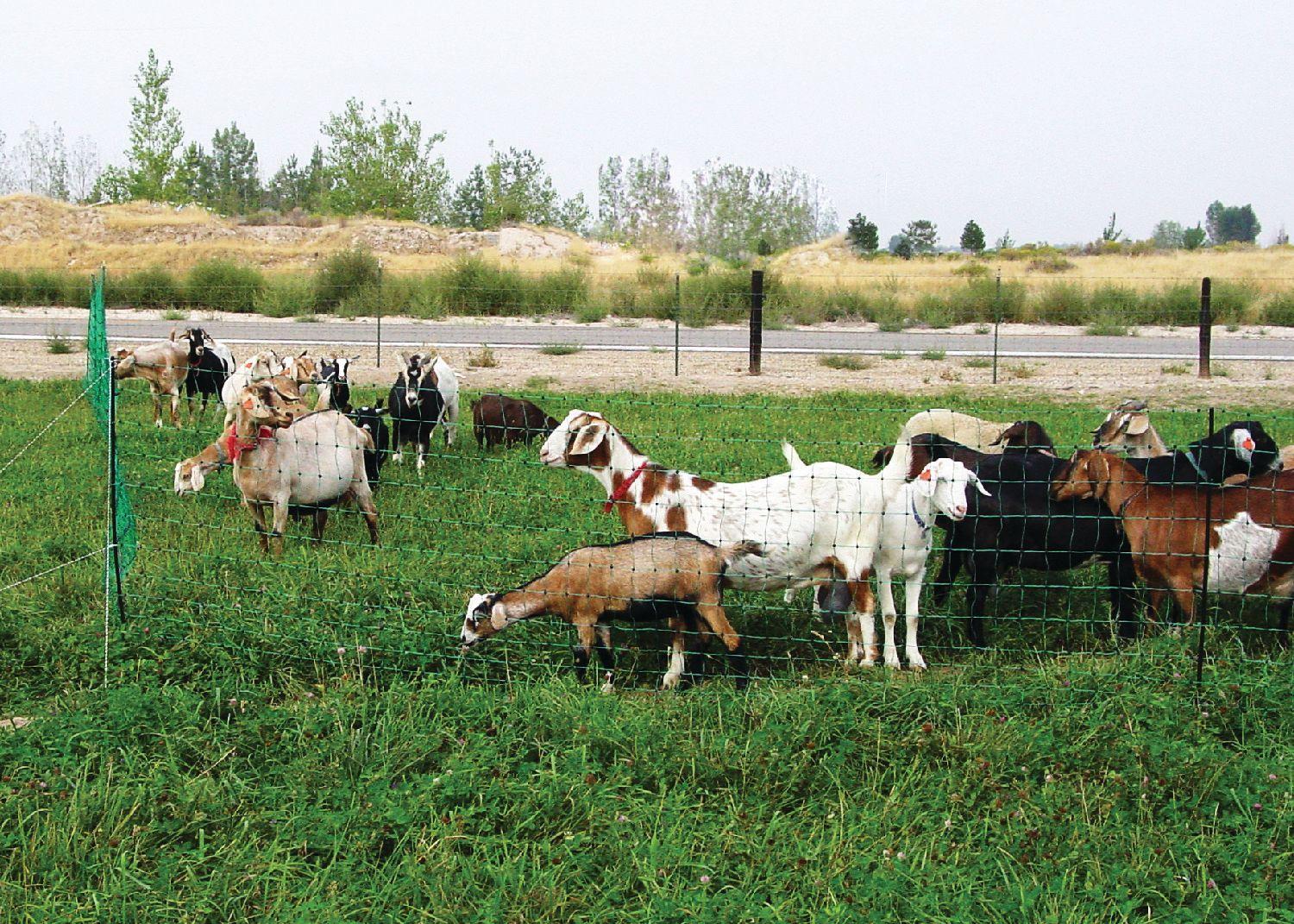 P-89_Goats-1.jpg