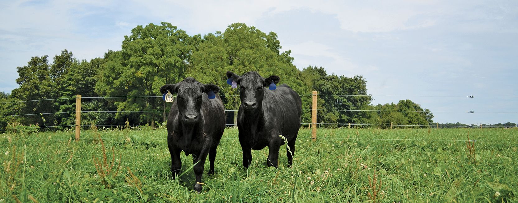 10 Most Common Electric Fence Problems - Part 1