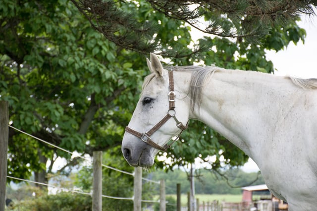 Horse Fence-Clearance