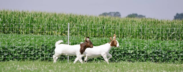 Sheep and Goat Fence