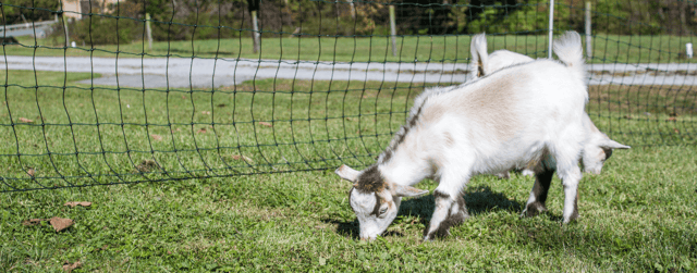 Best Portable Electric Fence for Goats and Sheep
