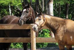 Treated 1-in x 6-in x 16-ft Oak Board - Ships from PA