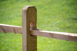 Split Rail, Post 2 Rail - Line
