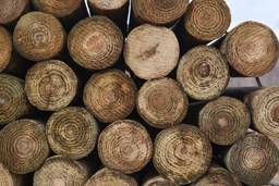 CCA 6"-7" x 12' Tapered Wood Post - Ships from PA